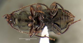 Media type: image;   Entomology 35441 Aspect: habitus ventral view